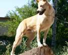 Canaan-dog-5