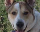 Canaan-dog-6