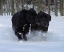 Cane Corso