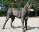 Cane Corso