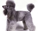 Caniche Toy