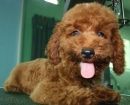 Caniche Toy