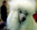 Caniche