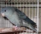 Catita-Barrada-(4)