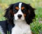 Cavalier-King-Charles-Spaniel-1