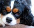 Cavalier-King-Charles-Spaniel-3