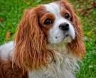 Cavalier-King-Charles-Spaniel
