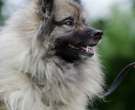 Cazador-de-Alces-Noruego-5
