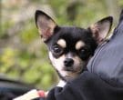 Chihuahua-2