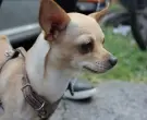 Chihuahua-4