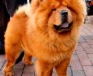 Chow-Chow-1