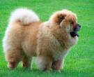 Chow-Chow-2