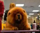 Chow-Chow-3