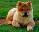 Chow-Chow-4