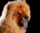 Chow-Chow-5