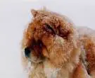 Chow-Chow-7