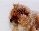 Chow-Chow-7