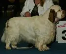 Clumber Spaniel