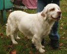 Clumber Spaniel