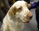 Clumber Spaniel
