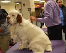 Clumber Spaniel