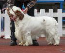 Clumber Spaniel
