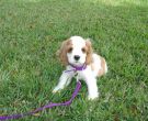 1024px-AMERICAN_COCKER_SPANIEL_PUPPY_7_WEEKS