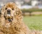 1024px-American_Cocker_Spaniel_buff_portrait