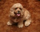 1024px-Golden_American_Cocker_Spaniel