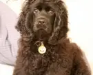 682px-American_Cocker_Spaniel_black_sitting