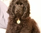 682px-American_Cocker_Spaniel_black_sitting
