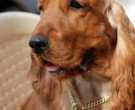 690px-3178-golden-american-cocker-spaniel_20507936461