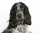 1024px-English_Cocker_Spaniel_black_portrait