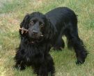 Chandler_the_English_Cocker_Spaniel