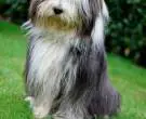 Collie-Barbudo-1