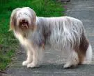 Collie-Barbudo-2