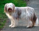 Collie-Barbudo-2
