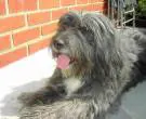 Collie-Barbudo-4