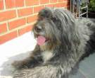 Collie-Barbudo-4