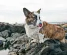 Corgi-gales-de-Cardigan1