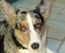 Corgi-gales-de-Cardigan2