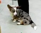 Corgi-gales-de-Cardigan4
