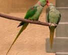 Cotorra-Alejandrina-(5)