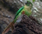Cotorra-Chiripepe-(2)