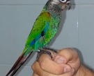 Cotorra-Pulcra-(5)