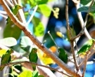 Cotorrita-de-Sclater-(3)