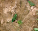 Cotorrita-de-Sclater-(4)