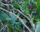 Cotorrita-de-Sclater-(5)