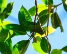 Cotorrita-Mexicana-(2)