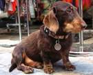 Dachshund-4